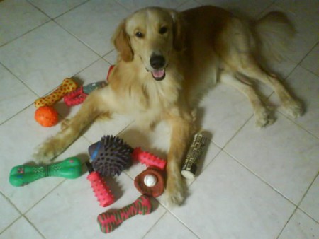 "Shocker" Golden Retriever Macho