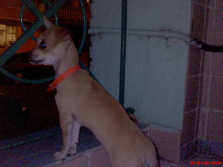 "Stitch" Chihuahueño Macho