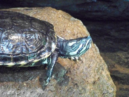 Tortuga pinta o Jicotea (Trachemys scripta venusta)