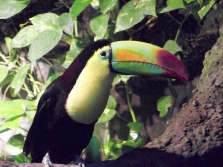 Tucán real o Tucán de pecho amarillo (Ramphastos sulfuratus)
