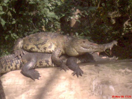 Cocodrilo de pantano (Crocodylus moreletii)