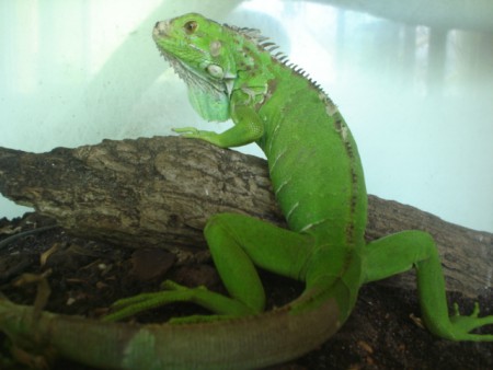 Iguana verde (Iguana iguana)