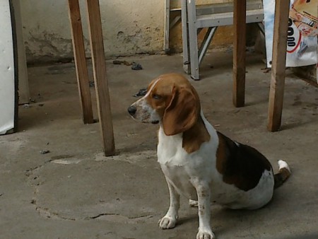 "Lola" Beagle Hembra