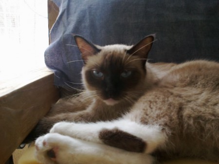 "Gatita" Criollo Hembra