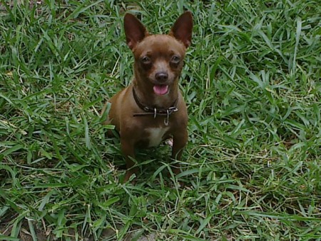 "Roberta" Chihuahua Hembra