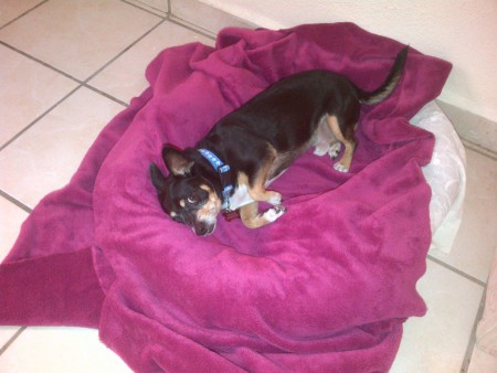 "Wilo" Criollo Macho