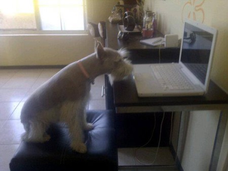 "Ziva" Schnauzer hembra