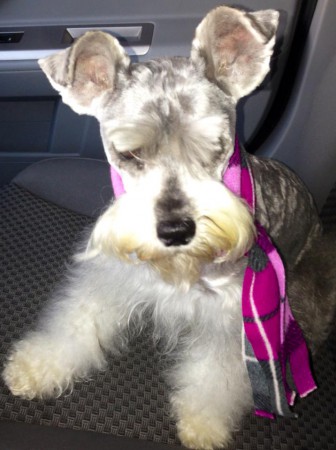 "Chaparrita" Schnauzer hembra