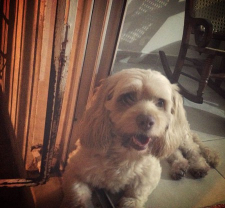 "Oddy" Criollo macho